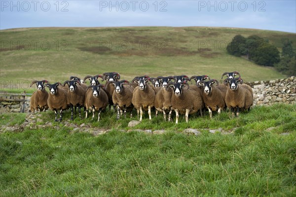 Domestic Sheep