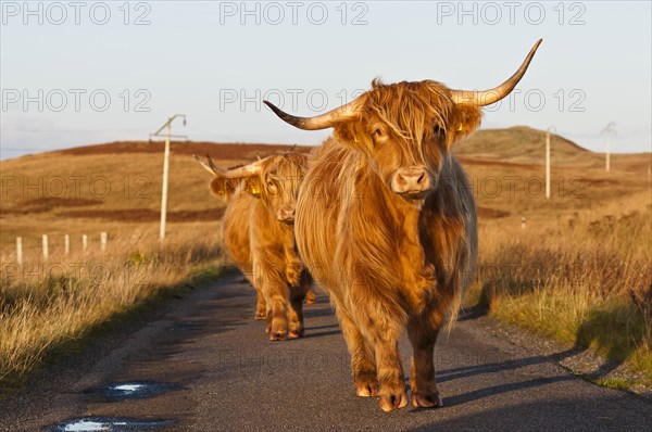 Domestic cattle