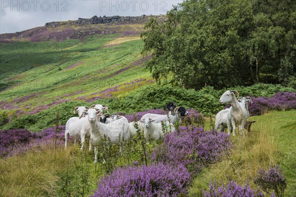 Domestic Sheep