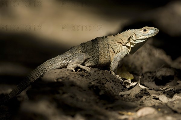 Black spiny-tailed iguana