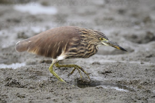 Chinese Pond-heron