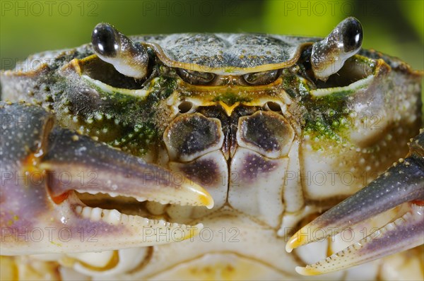 Freshwater crayfish