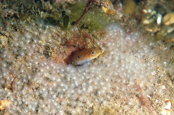 Two-spot Goby