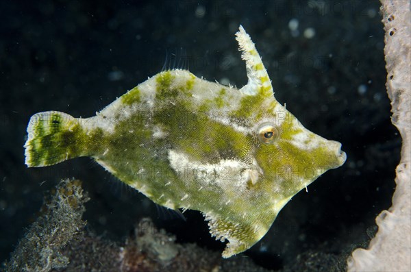 Seagrass Filefish