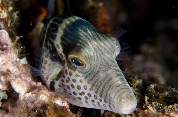 Valentinni's sharpnose puffer