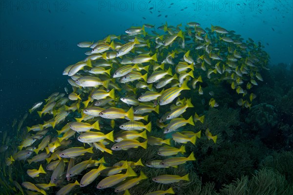 Bluestripe snapper