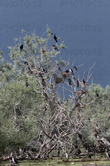 Cormorant nesting colony at Lake Kerkini Northern Greece
