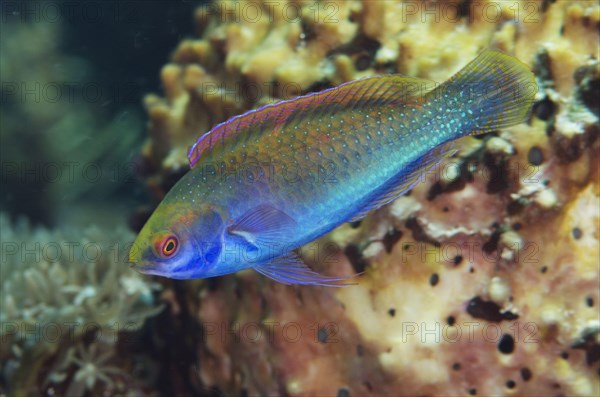 Solar Fairy-wrasse