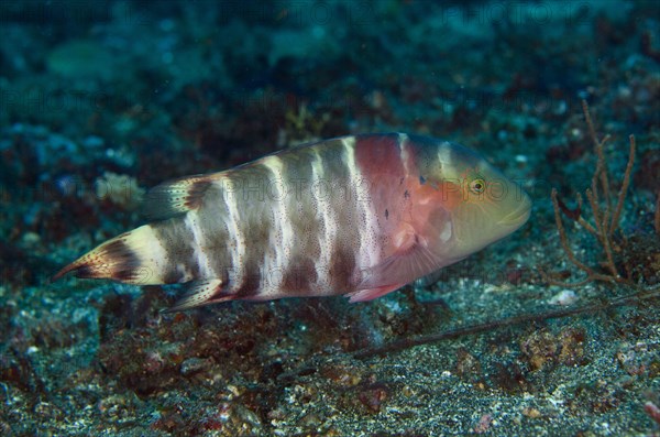 Redbreasted wrasses