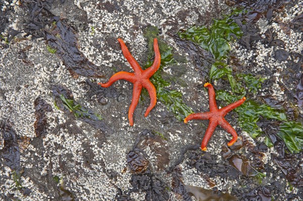 Pacific Blood Starfish