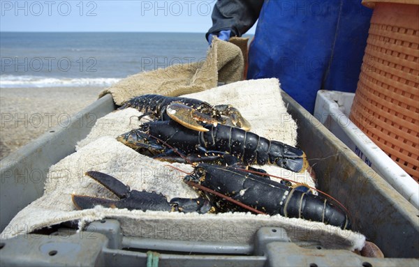 Catch of Common Lobster