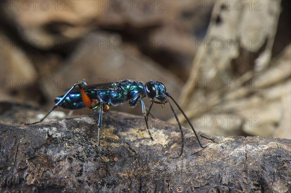 Emerald cockroach wasp