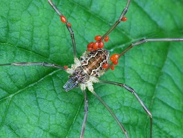 Harvestman