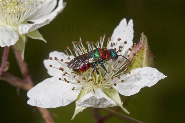 Ruby-tailed Wasp