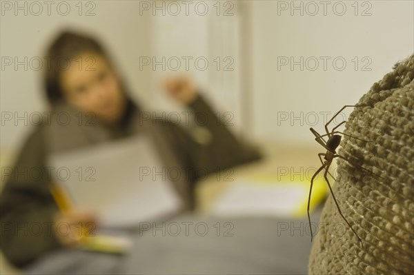 Brown Violin Spider