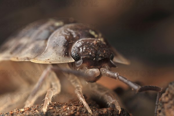 Common Rough Woodlouse