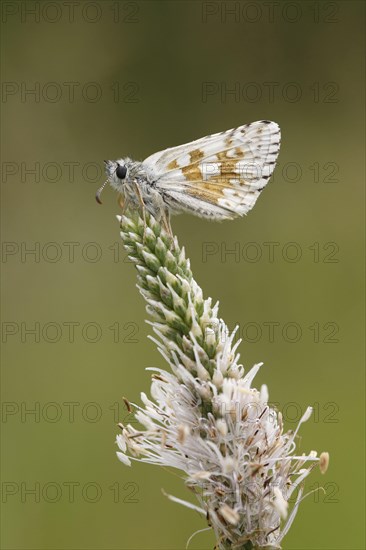 Safflower Skipper