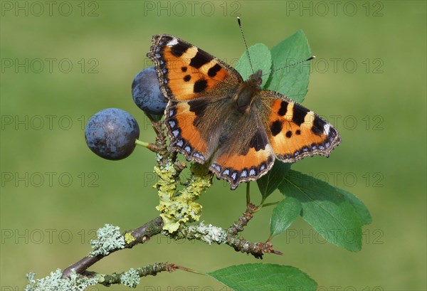 Small small tortoiseshell