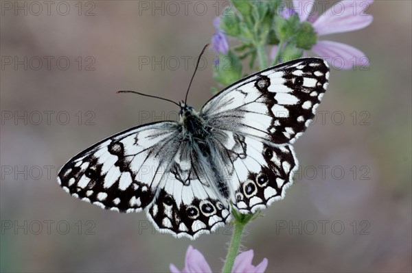 Adult male Balkan Marbled balkan marbled white