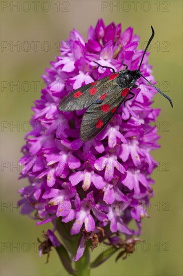 Five-spot Burnet