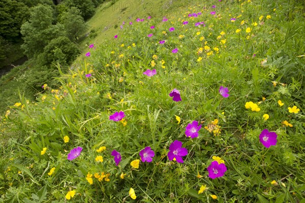 Bloody Cranesbill