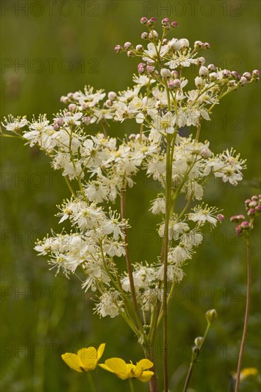 Small meadowsweet