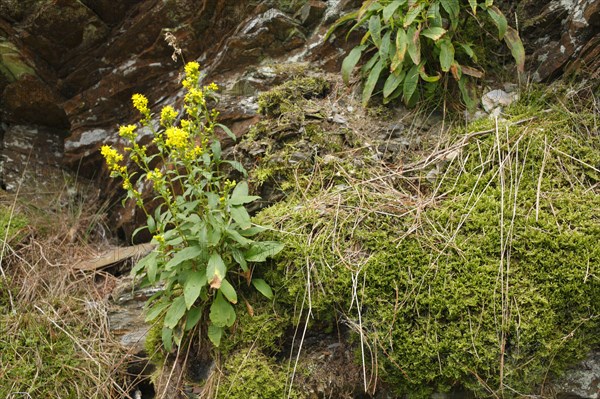 European goldenrod