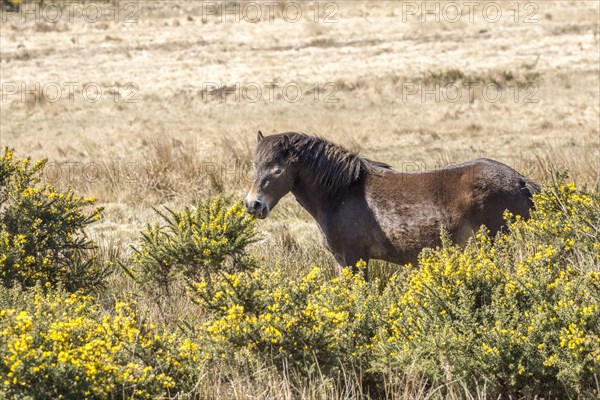 Exmoor pony