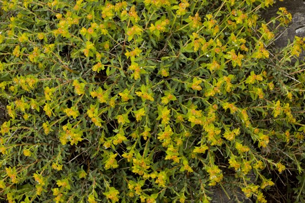 Flowering spurge