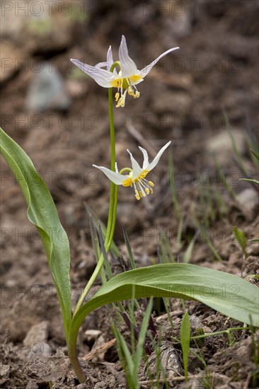 Klamath Fawn Lily