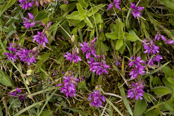 Common milkwort