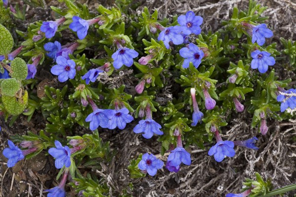 Scrambling Gromwell