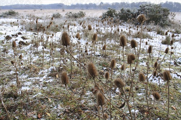 Common wild teasel