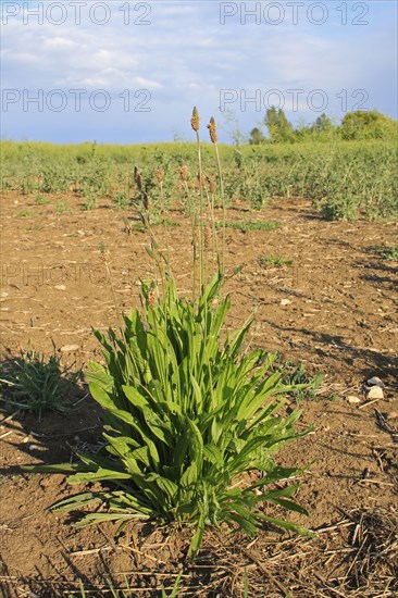 Ribwort plantain