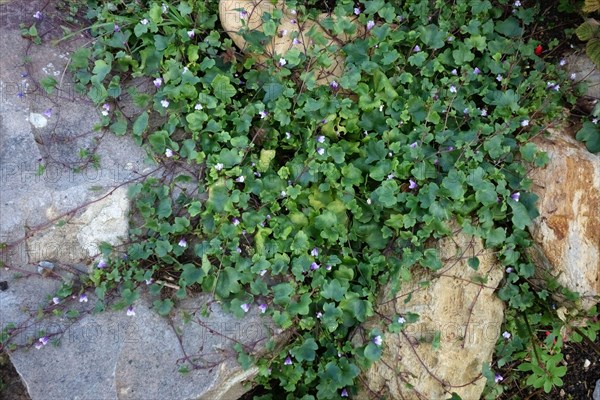 Ivy-leaved Toadflax