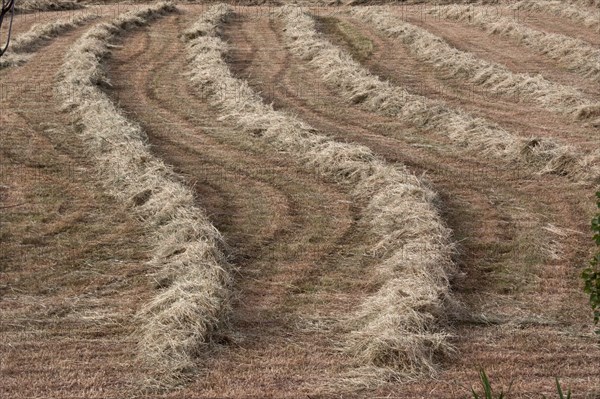 Freshly turned hay awaits baling