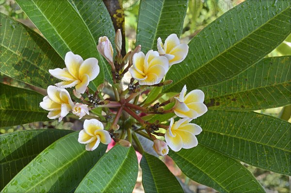 Common frangipani
