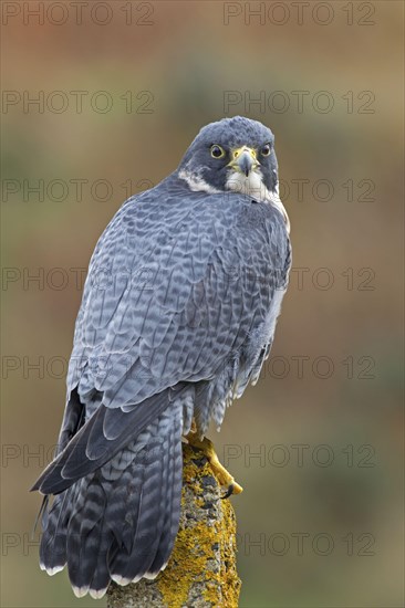 Peregrine falcon