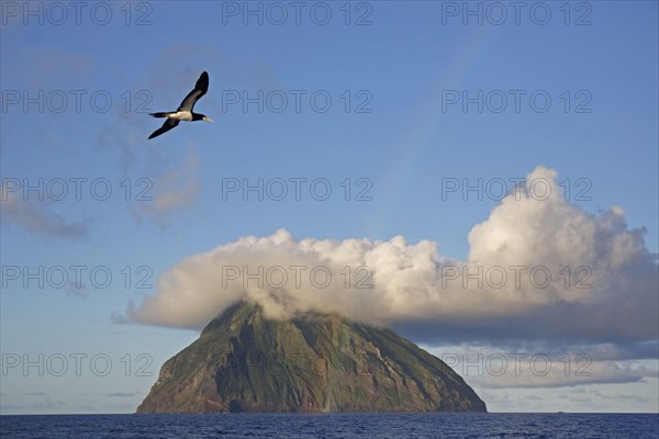 Brown booby