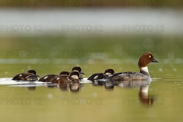 Female Common Goldeneye