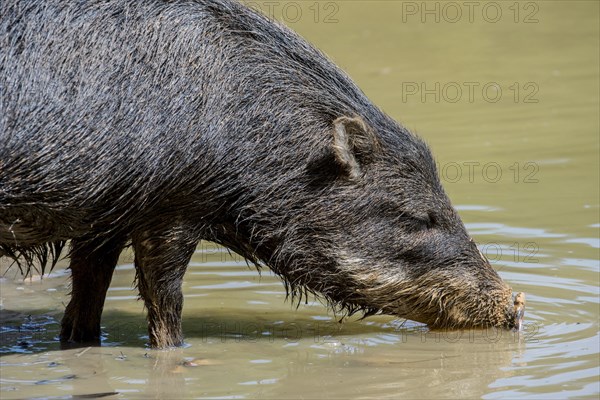 White-lipped peccary