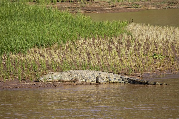 Nile crocodile