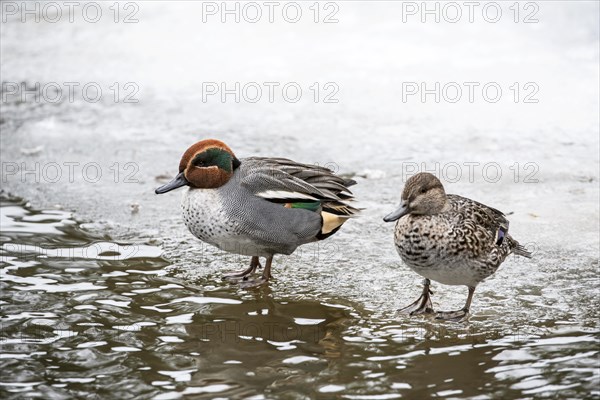 Eurasian teals