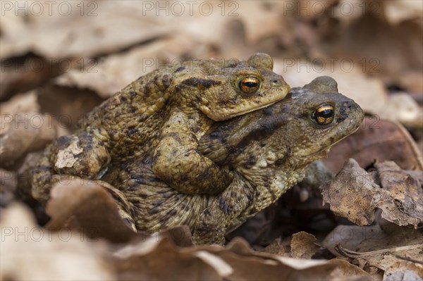 Common toad