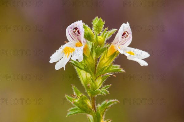 Eyebright