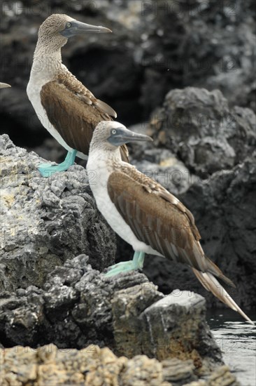 Blue-footed Booby