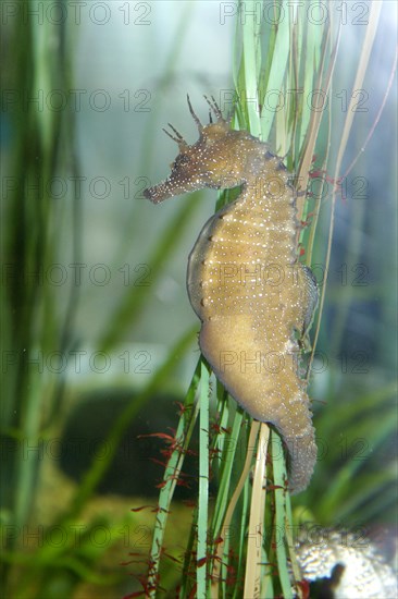 Long-snouted seahorse