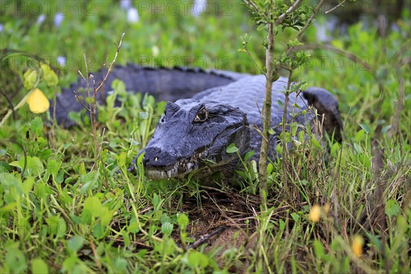 Paraquay Caiman