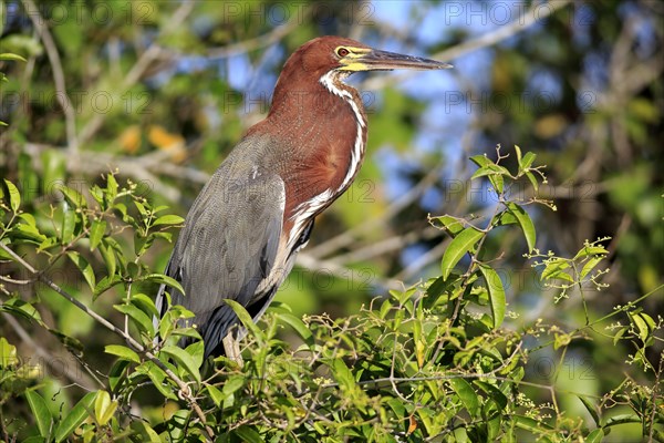 Rufescent tiger heron