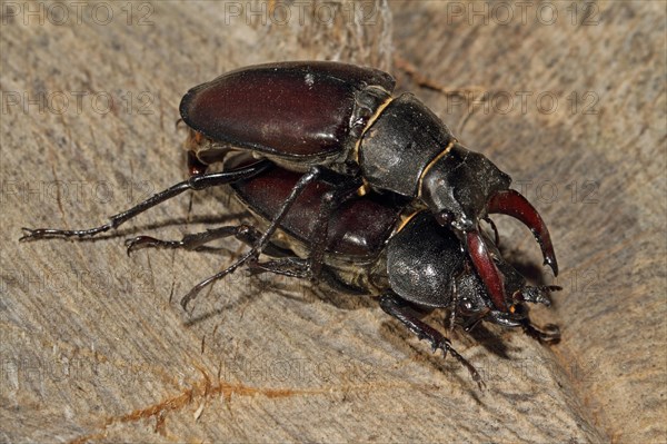 Stag beetle